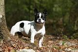 BOULEDOGUE FRANCAIS 1095